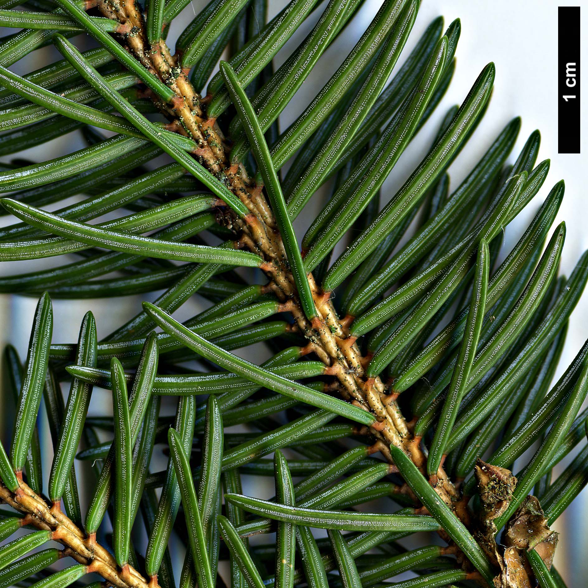 High resolution image: Family: Pinaceae - Genus: Picea - Taxon: asperata - SpeciesSub: var. ponderosa